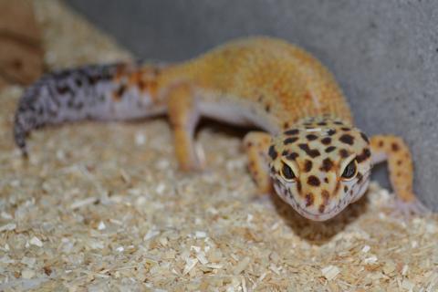 Adult Female Tangerine Leopard Geckos