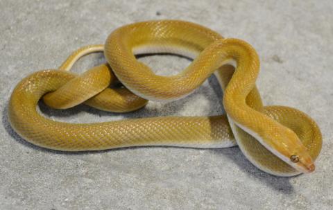 Sub Adult Olive House Snakes