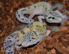 Baby Eclipse Leopard Geckos