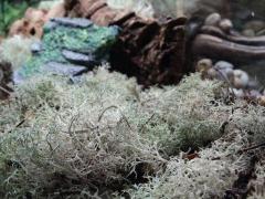 Live Lichen Terrarium Moss