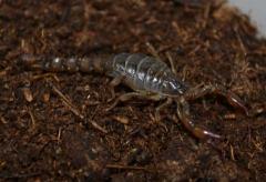 Chilean Dwarf Black Scorpions (B. coriaceus)