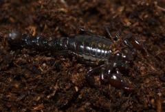 Chilean Brown Pygmy Scorpions