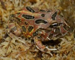 Medium Suriname Brown Pacman Frogs