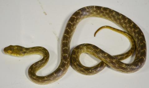 Madagascar Cat Eye Snakes