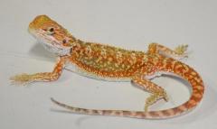 Baby Hypo Red Dunner Bearded Dragons