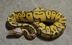 Small Ghost Super Pastel Ball Pythons