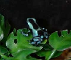 Aqua Blue Auratus Arrow Frogs