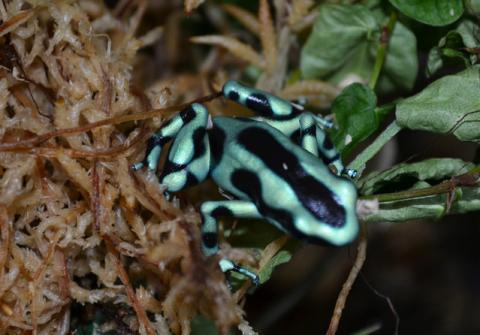 Portobello Green & Black Auratus Arrow Frogs