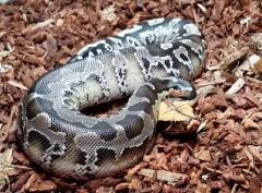 Baby Granite Short Tailed Pythons