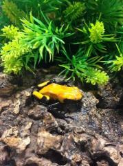 Orange Splashback Dart Frogs
