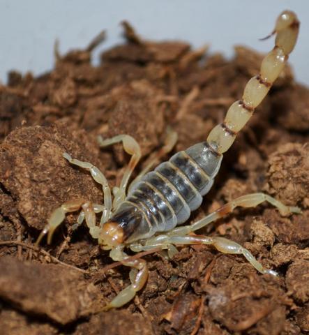 Chilean Yellow Desert Scorpions