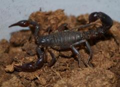 Scrub Scorpions