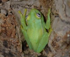 Glass Frogs (H. punctata)