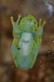 Glass Frogs (H. punctata)