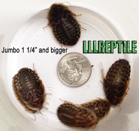 Jumbo Dubia Roaches