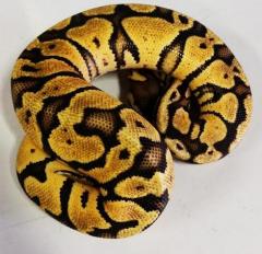 Baby Pastel Spector Ball Pythons