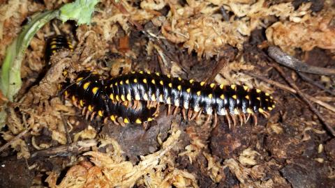 Flat Backed Millipedes