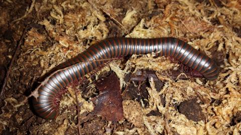 Purple Millipedes