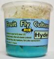 Fruit Fly Cultures (either melanogaster, hydei or golden hydei)