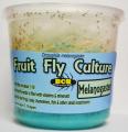 Fruit Fly Cultures (either melanogaster, hydei or golden hydei)