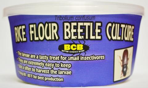 Rice Flour Beetle Culture shipped w/ live reptile