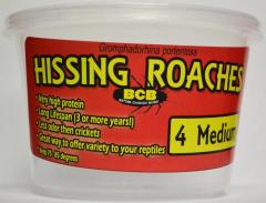 Cupped Hissing Roaches added to your live reptile order