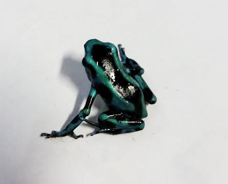 Turquoise Auratus Dart Frogs