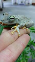 Emerald Eyed Tree Frogs