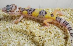 Small Eclipse Leopard Geckos