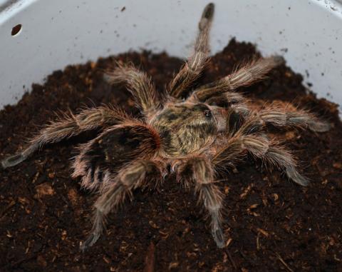 Chilean Northern Gold Tarantulas