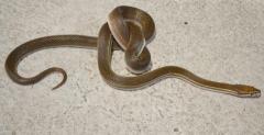 Medium Striped African House Snakes