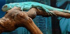 Small Blue Iguanas