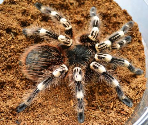 Brazilian Giant White Knee Tarantulas Adults for sale
