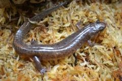 Dusky Salamanders