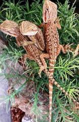 Baby Dunner Red Bearded Dragons