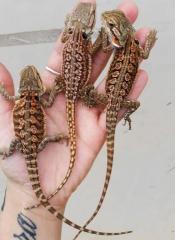 Small Dunner Red Bearded Dragons