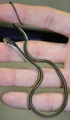 Baby Ribbon Snakes