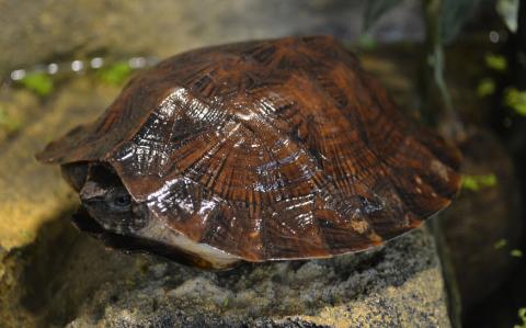 Asian Leaf Turtles