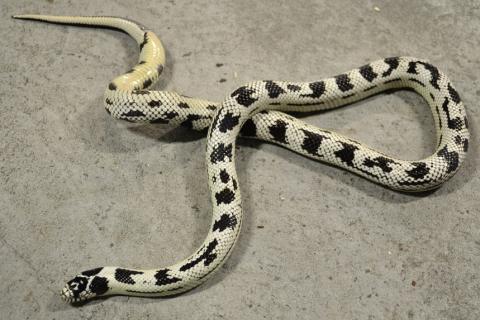 Adult High White Aberrant California Kingsnakes