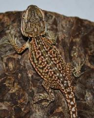 Baby Dunner Leatherback Bearded Dragons