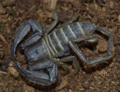 African Flat Rock Scorpions