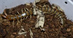 Tanzanian Black Headed Centipedes