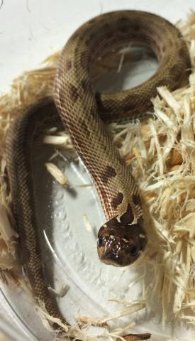 Small Anaconda Western Hognose Snakes