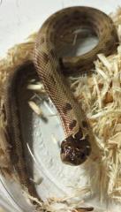 Baby Anaconda Western Hognose Snakes Double Het for Snow