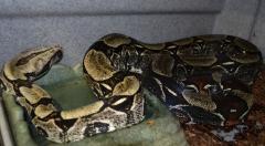 Adult Guyana Red Tailed Boas