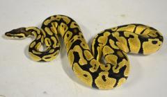 Medium Pastel Ball Pythons