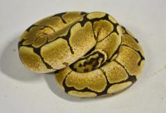 Small Fire Spider Ball Pythons