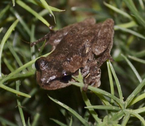 Pine Wood Tree Frogs