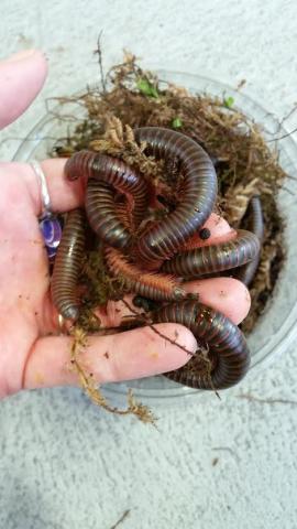 Giant Pink Foot Millipedes for sale