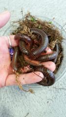 Giant Pink Foot Millipedes